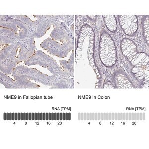 Merck Anti-NME9 antibody produced in rabbit