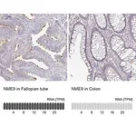 Merck Anti-NME9 antibody produced in rabbit