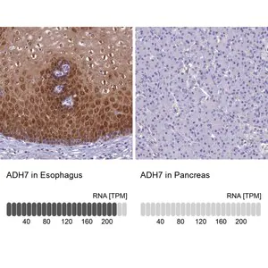 Merck Anti-ADH7 antibody produced in rabbit
