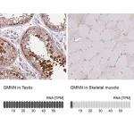 Merck Anti-GMNN antibody produced in rabbit