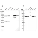 Merck Anti-SDHA antibody produced in rabbit