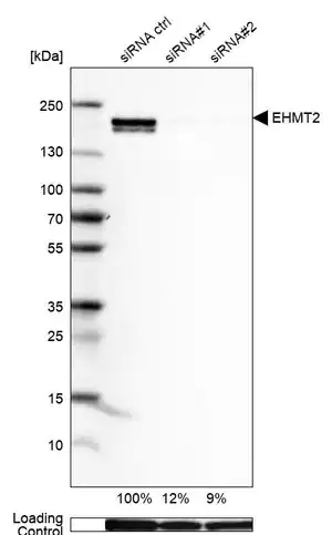 Merck Anti-EHMT2 antibody produced in rabbit