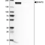 Merck Anti-EHMT2 antibody produced in rabbit
