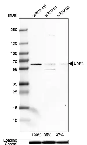 Merck Anti-UAP1 antibody produced in rabbit