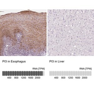 Merck Anti-PI3 antibody produced in rabbit