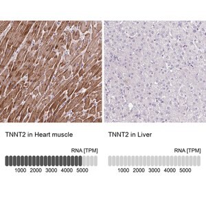 Merck Anti-TNNT2 antibody produced in rabbit