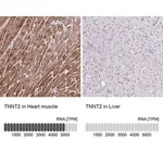 Merck Anti-TNNT2 antibody produced in rabbit