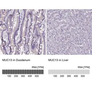 Merck Anti-MUC13 antibody produced in rabbit