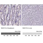 Merck Anti-MUC13 antibody produced in rabbit