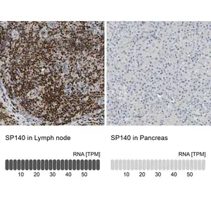 Merck Anti-SP140 antibody produced in rabbit