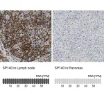 Merck Anti-SP140 antibody produced in rabbit