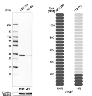 Merck Anti-C1QBP antibody produced in rabbit