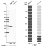 Merck Anti-C1QBP antibody produced in rabbit