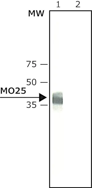 Merck Anti-MO25 (C-terminus) antibody produced in rabbit