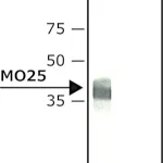 Merck Anti-MO25 (C-terminus) antibody produced in rabbit