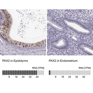 Merck Anti-PAX2 antibody produced in rabbit