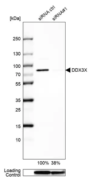 Merck Anti-DDX3X antibody produced in rabbit