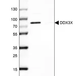 Merck Anti-DDX3X antibody produced in rabbit