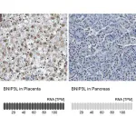 Merck Anti-BNIP3L antibody produced in rabbit