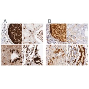 Merck Anti-C4BPA antibody produced in rabbit