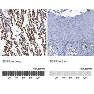 Merck Anti-SDPR antibody produced in rabbit