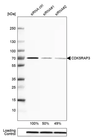 Merck Anti-CDK5RAP3 antibody produced in rabbit