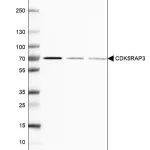 Merck Anti-CDK5RAP3 antibody produced in rabbit