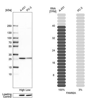 Merck Anti-FAM92A antibody produced in rabbit