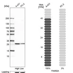 Merck Anti-FAM92A antibody produced in rabbit