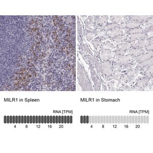 Merck Anti-MILR1 antibody produced in rabbit