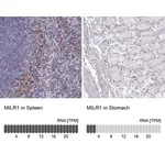 Merck Anti-MILR1 antibody produced in rabbit