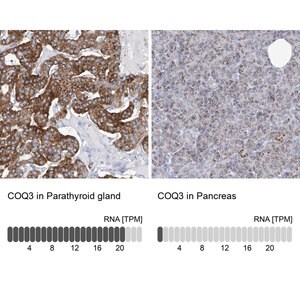 Merck Anti-COQ3 antibody produced in rabbit
