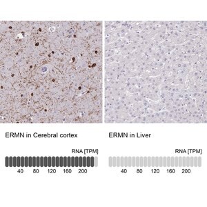 Merck Anti-ERMN antibody produced in rabbit