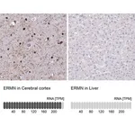 Merck Anti-ERMN antibody produced in rabbit
