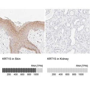 Merck Anti-KRT15 antibody produced in rabbit