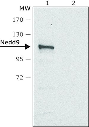 Merck Anti-Nedd9 antibody produced in rabbit