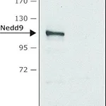 Merck Anti-Nedd9 antibody produced in rabbit