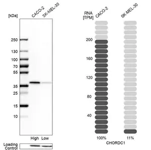 Merck Anti-CHORDC1 antibody produced in rabbit