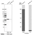 Merck Anti-CHORDC1 antibody produced in rabbit
