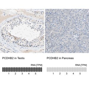 Merck Anti-PCDHB2 antibody produced in rabbit