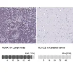 Merck Anti-RUNX3 antibody produced in rabbit