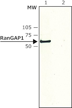 Merck Anti-RanGAP1 (N-terminal) antibody produced in rabbit