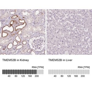 Merck Anti-TMEM52B antibody produced in rabbit
