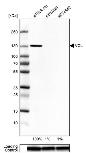 Merck Anti-VCL antibody produced in rabbit