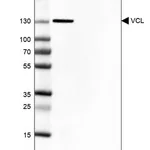 Merck Anti-VCL antibody produced in rabbit