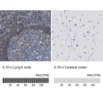 Merck Anti-IL16 antibody produced in rabbit