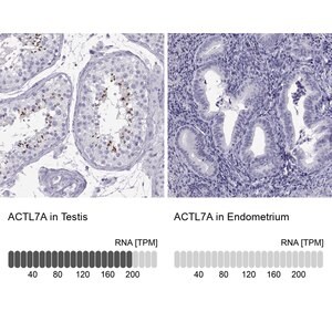 Merck Anti-ACTL7A antibody produced in rabbit
