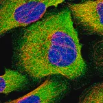 Merck Anti-IL13 antibody produced in rabbit