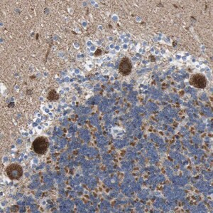 Merck Anti-CBLB antibody produced in rabbit