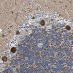 Merck Anti-CBLB antibody produced in rabbit